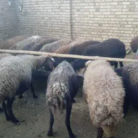 چهارراس میش