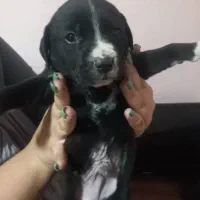 توله سگ پیتبول|سگ|پاکدشت, خاتون آباد|دیوار