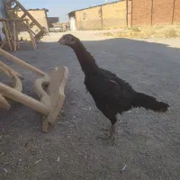 مرغ و خروس لاری اصیل آماده جوجه کشی|حیوانات مزرعه|تبریز, |دیوار