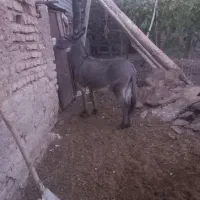 الاغ جوان گله ای