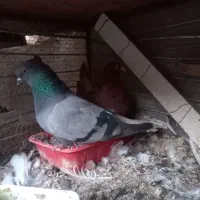 کبوتر رنگی معاوضه یا فروش|پرنده|بیرجند, |دیوار