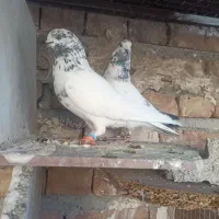 یه جفت نروماده خال سبز|پرنده|ایرانشهر, |دیوار