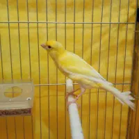 قناری نر|پرنده|اردبیل, |دیوار