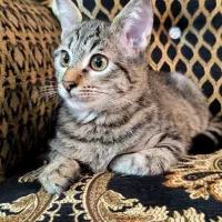 واگذاری بچه گربه‌ی ببری|گربه|رشت, منظریه|دیوار