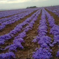 فروش گل زعفران زاوه|عمده‌فروشی|زاوه, |دیوار