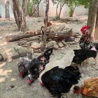 مرغ خروس