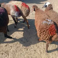 بره ماده ، کاور