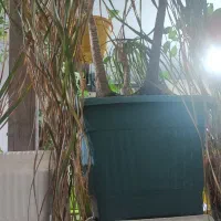 گل و گلدان و استند اپارتمانی و پرژکتور رشد گیاه