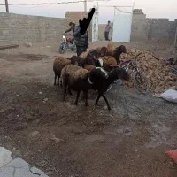 10رس میش افشار آبستن همه سینه کردن