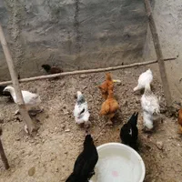 تخم نطفه دار، جوجه و مرغ و خروس بالغ مرندی|حیوانات مزرعه|ساری, |دیوار