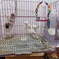 یک جفت طوطی برزیلی آلبینو|پرنده|آبادان, |دیوار