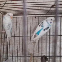 دوجفت مرغ عشق سروحال|پرنده|قدس, شهرقدس|دیوار