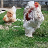 تخم نطفه دار برهما رنگهای مختلف