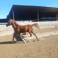 اسب سیلمی سواری|اسب و تجهیزات اسبسواری|فسا, |دیوار