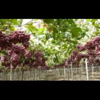 شیره انگور خالص  همدان خودمون درست کردیم باغداریم