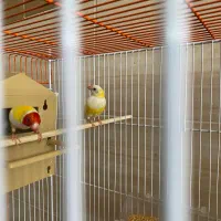 فنچ گلدین مولد