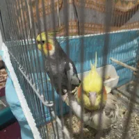 عروس هلندی جفت|پرنده|هشتگرد, تهران دشت|دیوار