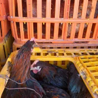 خروس محلی گلپایگانی