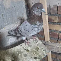 تعد ۷ عدد کبوتر پرشی