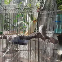 عروس هلندی ماده|پرنده|نقده, |دیوار