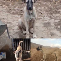 گمشده|سگ|میلاجرد, |دیوار