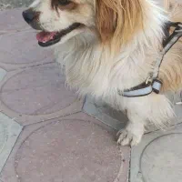 سگ پاکوتاه