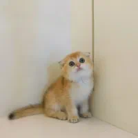 اسکاتیش گلد ny12