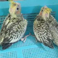 پرنده|پرنده|بوشهر, |دیوار