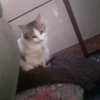 گربه