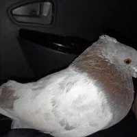 کبوتر|حیوانات|خوی, |دیوار