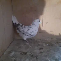 کبوترپرشی وچپی