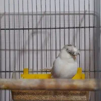 گلستر اورجینال