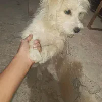 شیتزو|سگ|مسجد سلیمان, |دیوار