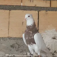 طوقی آجری|پرنده|اصفهان, لاله|دیوار