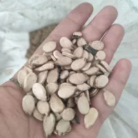 تخم هندوانه بذری