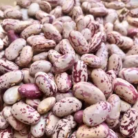 لوبیا چیتی