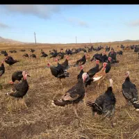 جوجه یک روزه یک ماهه عمده