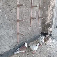 زرشک / کبوتر|خوردنی و آشامیدنی|مشهد, شهید علی محمدی|دیوار