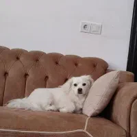 سگ پاکوتاه