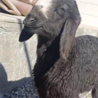 یک راس بره شیرمست نرسالم وسرحال