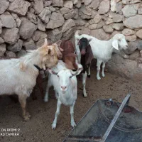 بز سرحال همه آبستن