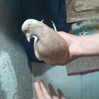 ۶۰۰|پرنده|شیروان (خراسان), |دیوار