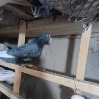 کفتر پلاکی گیر کرده شب گرفتم