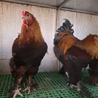 جوجه نیمچه مرغ خروس|حیوانات مزرعه|اندیشه, اندیشه فاز ۵|دیوار