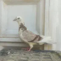 پرنده|پرنده|اهواز, شهرک دانشگاه|دیوار