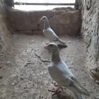 کفتر مغلف خطی