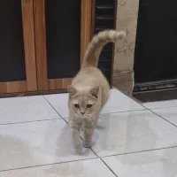 واگذاری گربه