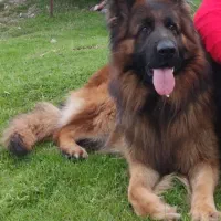 ژرمن شولاین