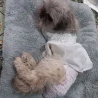 واگذارب سگ شیتزوتریر