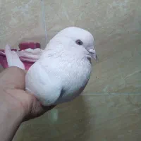 کبوتر پرشی